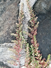 Euphorbia thymifolia