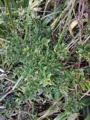 Gaultheria phillyreifolia