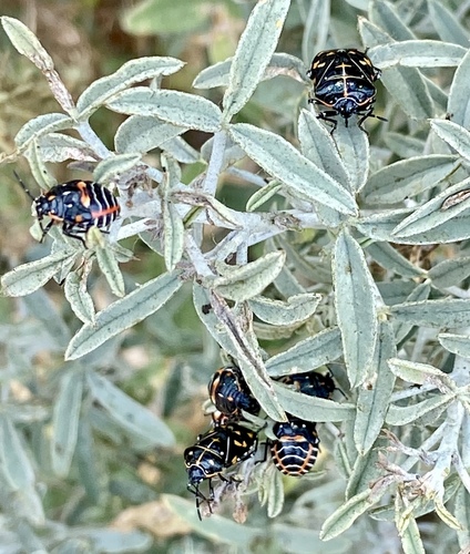 iNaturalist observation photo of Harlequin Bug