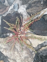Euphorbia thymifolia