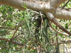 Tillandsia caput-medusae