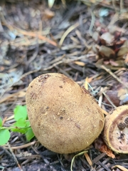 Elaphomyces granulatus