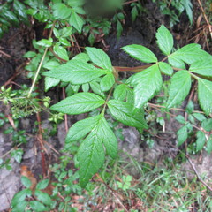 Myrrhidendron glaucescens