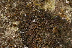 Enchylium polycarpon
