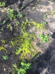 Linnaea borealis longiflora