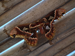 Rothschildia cinctus cinctus