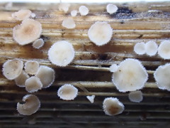 Lachnum controversum