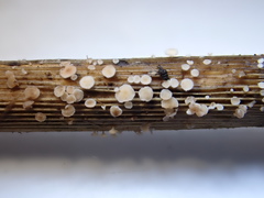 Lachnum controversum