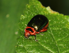 Kuschelina gibbitarsa