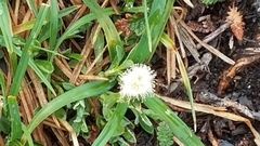 Saussurea angustifolia