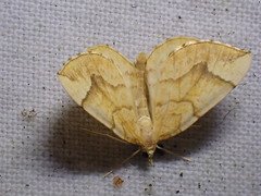 Eulithis mellinata