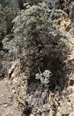 Eriogonum giganteum