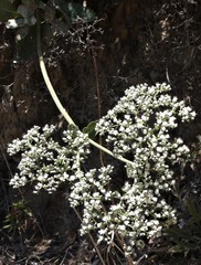 Eriogonum giganteum
