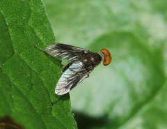 Chrysopilus quadratus