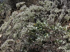 Eriogonum giganteum