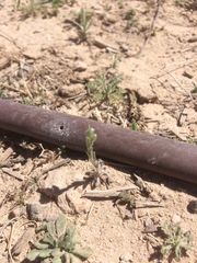 Lappula occidentalis