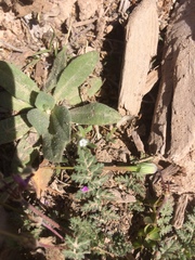 Lappula occidentalis