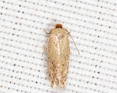 Zimmermannia obrutella