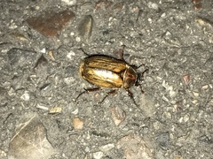 Amphimallon solstitiale