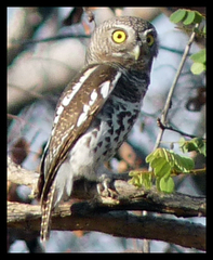 Glaucidium capense