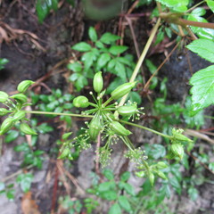 Myrrhidendron glaucescens