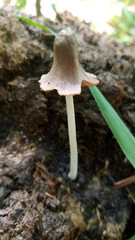 Bolbitius coprophilus