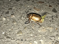 Amphimallon solstitiale