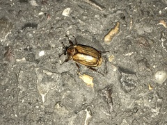 Amphimallon solstitiale