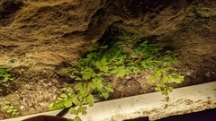 Adiantum capillus-veneris