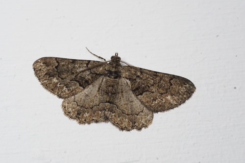 Lydd Beauty