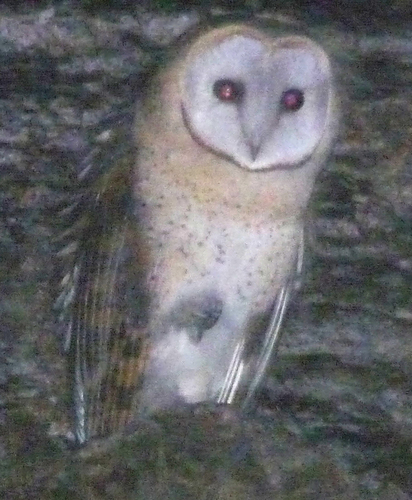 African Barn Owl