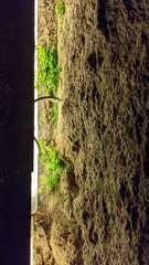 Adiantum capillus-veneris