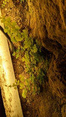 Adiantum capillus-veneris