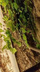 Adiantum capillus-veneris