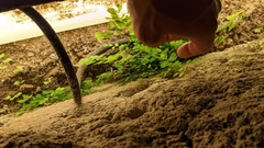 Adiantum capillus-veneris