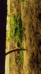 Adiantum capillus-veneris