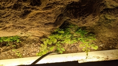Adiantum capillus-veneris