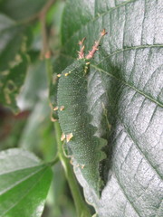Hestina assimilis assimilis