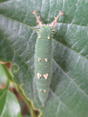 Hestina assimilis assimilis