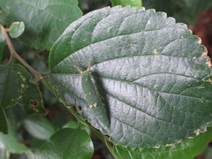 Hestina assimilis assimilis