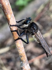 Promachus painteri