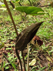 Anthurium caramantae