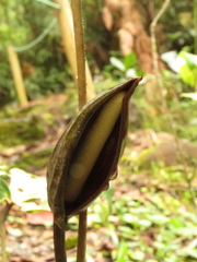 Anthurium caramantae