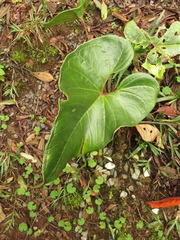 Anthurium caramantae