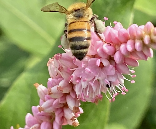iNaturalist observation photo of Western Honey Bee