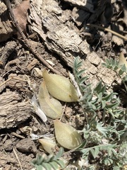 Astragalus argophyllus