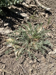 Astragalus argophyllus