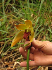 Lycaste
