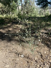 Astragalus convallarius