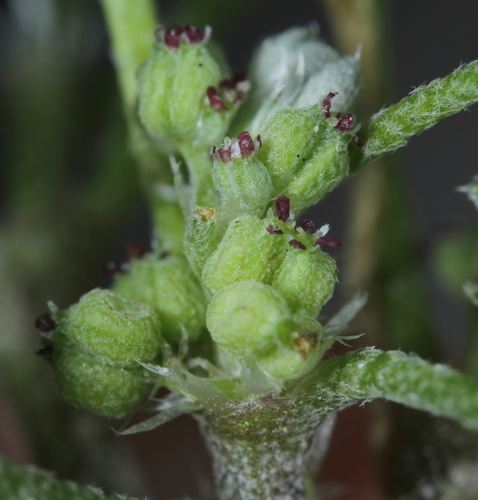 Bowlesia incana iNat (2)